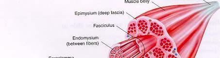 Tvary svalů Vřetenovitý (m.fusiformis) Biceps, triceps Plochý (m.