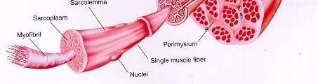 sphincter) Obtáčí nějaký vývod Svěrač močové trubice Morfologie kosterního svalu