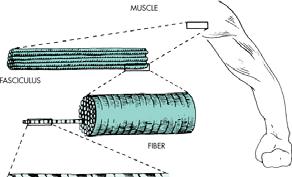 Sarkomera Funkční jednotka kosterního svalu Opakují se ve směru podélné osy vlákna po úsecích cca.
