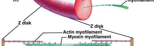 M-linií (kolmo na podélnou osu buňky) Aktinová a myozinová vlákna se částečně překrývají, typický