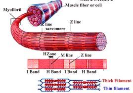 Každé tenké filamentum leží symetricky mezi třemi tlustými filamenty Každé tlusté filamentum je obklopeno šesti tenkými myozin aktin Mechanické vlastnosti neaktivovaného svalu Neaktivovaný sval je