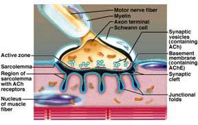 Propoj excitace a kontrakce Vlákna kosterního svalu jsou přímo řízena nervovým systémem Axony míšních nervů vytvářejí