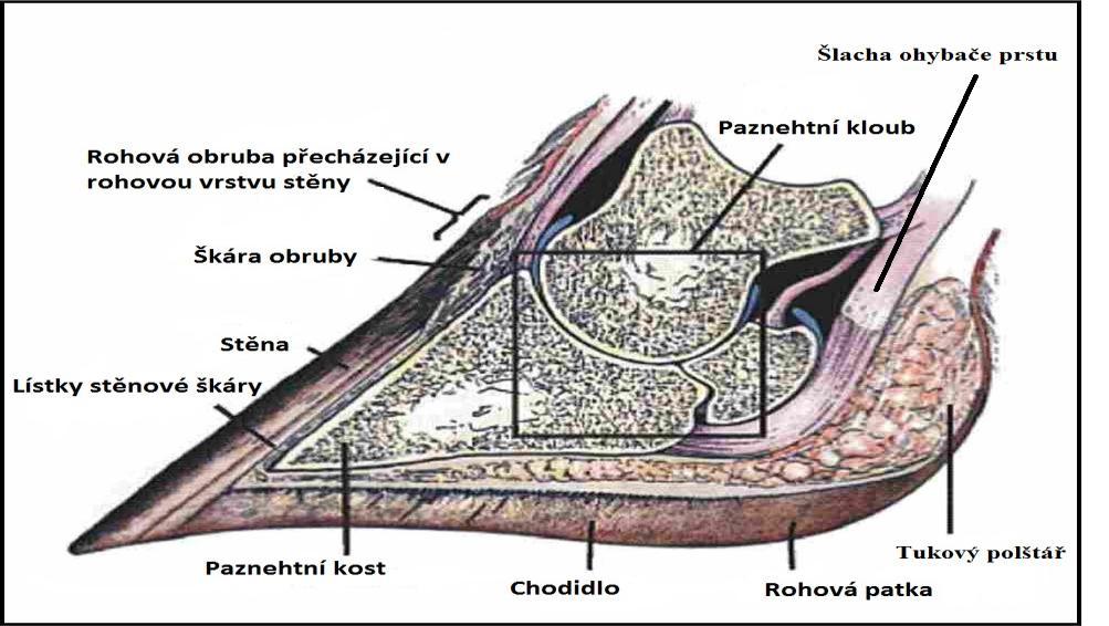 Obrázek 1: Anatomie paznehtu Zdroj: Havlíček (2013): Choroby končetin skotu 2.1.1. Rohové pouzdro paznehtu Biologicky slouží rohové pouzdro jako bariéra, která ochraňuje citlivé tkáně paznehtu.