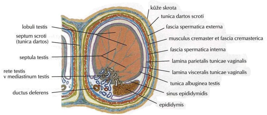 Varlata jsou normálně sestouplá a umístěná v šourku již před narozením chlapce.