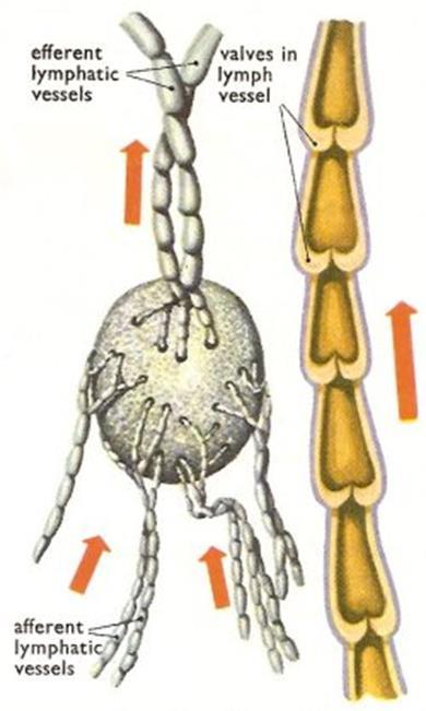 Lymfatické cévy mízní vlásečnice se spojují v mízní = lymfatické cévy lymfatické cévy obsahují chlopně a ve stěnách buňky hladkého svalstva v