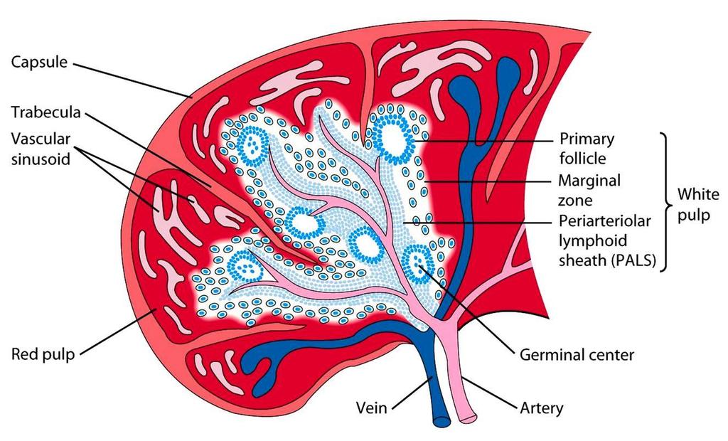 Slezina funkce zánik erytrocytů, tvorba lymfocytů 13x4cm, lokalizace: levá část dutiny břišní na povrchu vazivové pouzdro, uvnitř trámčina červená dřeň destrukce červených krvinek (1% zásoby