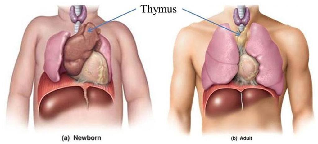 Brzlík (thymus) funkce vznik a vývoj leukocytů v rané fázi vývoje velikost s věkem zmenšuje, u novorozence ovlivňuje vývoj lymfatické tkáně v dalších orgánech a uzlinách, od puberty dochází k