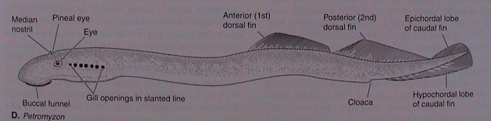 Petromyzontida (Petromyzontes) - mihule