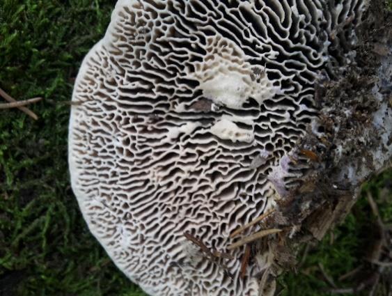 (Holec a Beran 2012) Tuto dřevokaznou houbu se podařilo najít celkem dvakrát, a to pokaždé jako saprofyta, na dvou různých pařezech.