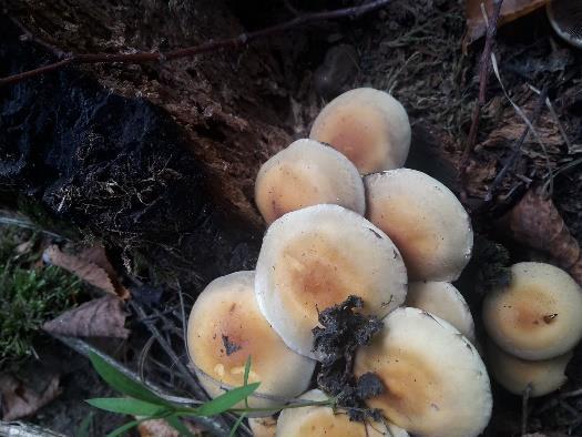 Hniloba bílá Hostitelé listnáče i jehličnany Jedlost jedovatá Druh houby často rostoucí z rozkládajících se pařezů, kmenů či větví. Vyskytuje se v trsech (Mikšík 2015).