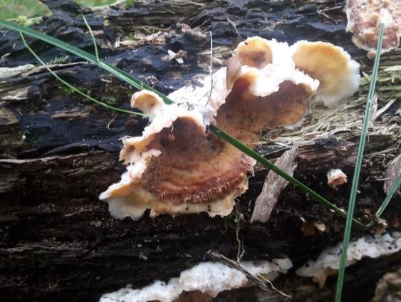 Jednoleté plodnice mají hrubě plstnatý povrch. Kraje klobouku jsou tmavě žluté, zbytek tmavě hnědý (Obrázek 18), (Mikšík 2015). Může být přirostlý bokem, nebo na krátkém třeni.