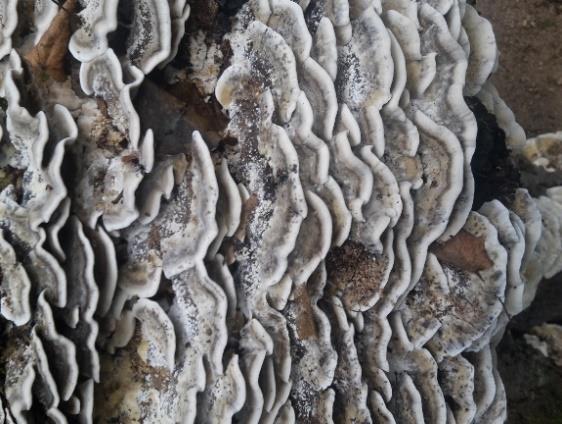 houby, na živých i mrtvých kmenech, s jedno až dvouletými plstnatými plodnicemi, rostoucími střechovitě nad sebou nebo v trsech (Obrázek 20), (Mikšík 2015).