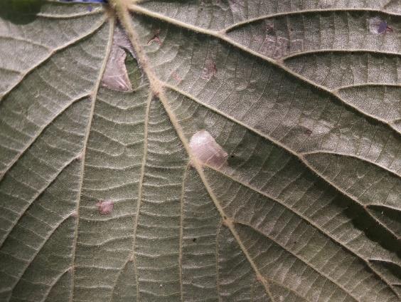 Phyllonorycter issikii Klíněnka lipová Čeleď Gracillariidae vzpřímenkovití Hostitel - lípa Dospělci se objevují ve dvou rozdílně barevných generacích.