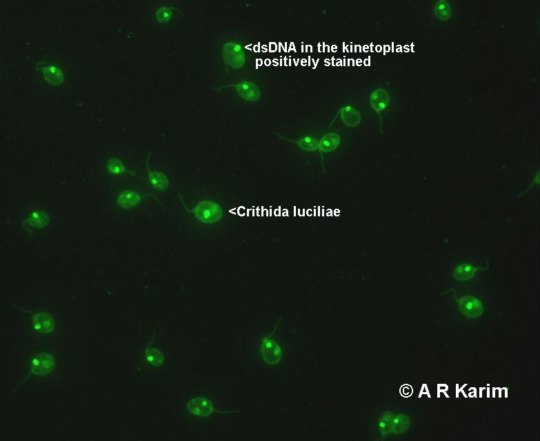 Prvok Crithidia