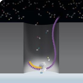 Technologie SMRT (Single Molecule Real Time) With an active polymerase immobilized at the bottom of each ZMW,