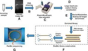 In order to detect incorporation events and identify the base, each of the four nucleotides A, C, G and T are
