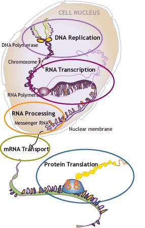 Informace je uložená v DNA Informace uložená