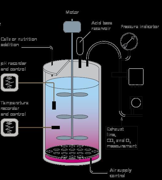 říla bioreatoru Inženýrství hemio-farmaeutiýh výrob Chemié reatory routy bioreaí» Jejih harater/vzni je án existení genetié informae v miroorganismu» Tvorba proutu je pomíněna»