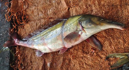 Převzto z Wikimedi Commons, v souldu s podmínkmi použití 4 Blíže neurčený druh rypoun rodu Stomtorhinus z řeky Lopori, centrální olst Demokrtické repuliky Kongo.