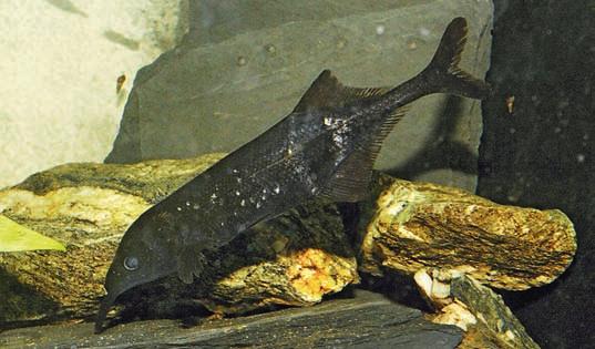 úzký ocsní násdec. Jedinou výjimku z tohoto prvidl tvoří monotypický rypoun zápdofrický (Isich - thys henryi, or. 15F), který má znčně protžené tělo redukovný ocsní násdec.