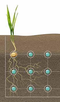 Kombinované setí zajišťuje úspěch Rapid je k dispozici s dávkováním hnojiva a bez něho. Protože jsou živiny ukládány během setí, je účinek hnojení rychlý a spolehlivý.