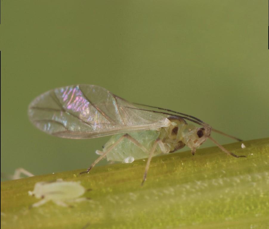 13 Mšice obilná Schizaphis graminum Zdroj: