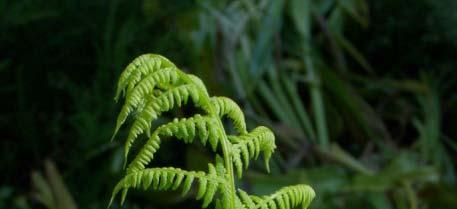 Athyrium -