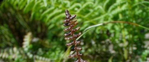 Blechnum - žebrovice č.