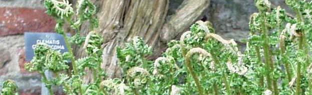 Dryopteris -