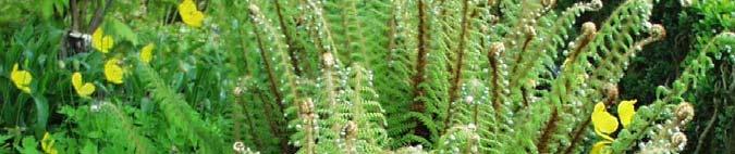 Polystichum -