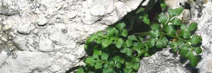 Asplenium -