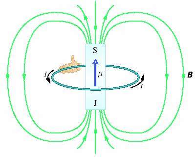 CÍVKA JAKO MAGNETICKÝ DIPÓL Magnetický dipól kátká cívka (kteou potéká elektický poud) ve vnějším magnetickém poli.