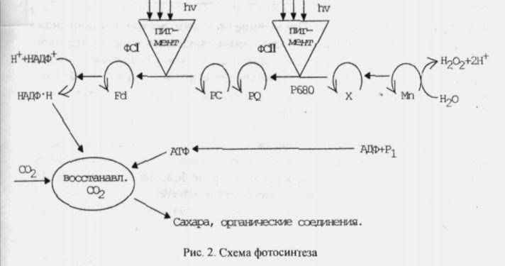 сульфатты күкіртті сутегіге дейін тотықсыздандырады. Фотосинтез процесі кезінде атмосферадан 60 млрд.со2 қолданылып микробиологиялық деструкция кезінде осындай мөлшерде СОə түзілетіні анықталған.