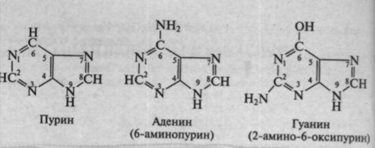 Нуклеин қышқылдарының биосинтезі. Нуклеин қышқылдарының биологиялық ролі. Нуклеин қышқылдары. Құрамы, элементтік құрылымы, нуклеин қышқылдарының типтері.