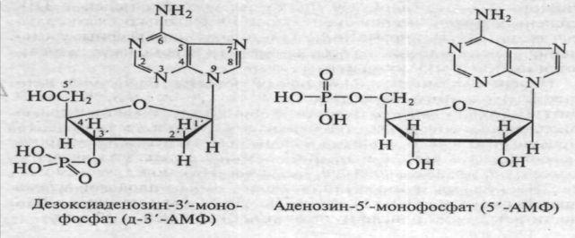 Қант пиримидтің N3-атомымен жəне пуриннің N9- атомымен β-глюкозидттік байланыс арқылы байланысады. Мысалы: Нуклеотид дегеніміз нуклеозидтің фосфорлық эфирлері.