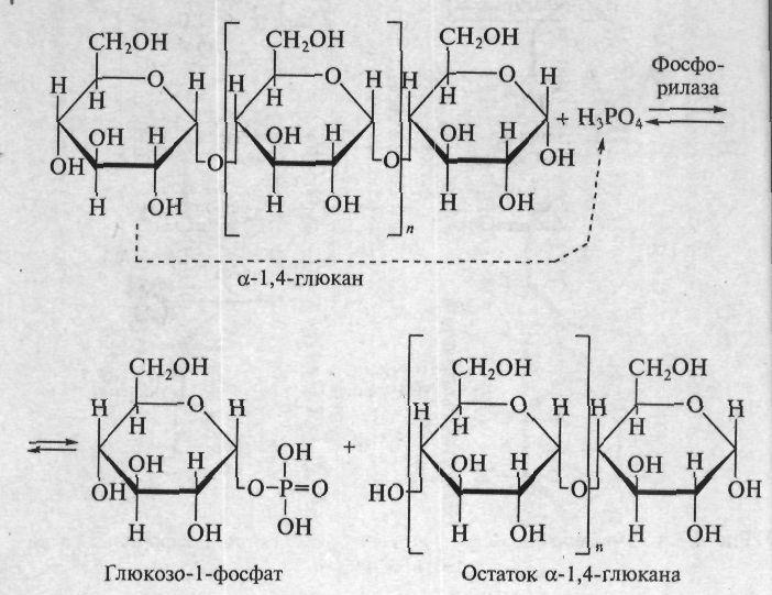 Крахмал мен гликогенге ұқсас басқада табиғи полисахаридтер гидролизденеді: целлюлаза ферментінің қатысуымен целлюлоза, хитиназа хитин, гепариназа гепарин жəне т.б. Полисахаридтер мен олигосахаридтердің ыдырауының екінші бір түрі фосфоролиз көбіне гликогенге тəн.