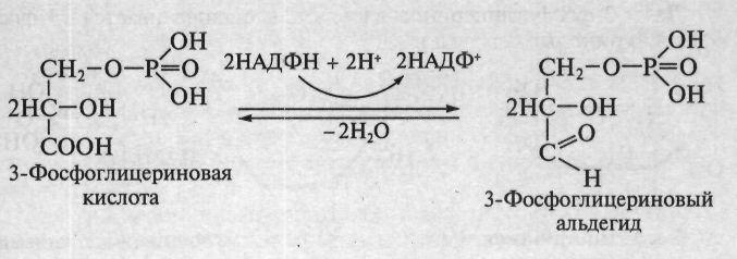 Гетеротрофты ағзалардың, яғни құрылымдық бөліктерін құру үшін дайын органикалық заттарды қолданатын ағзалардың біріншілік биосинтез қабілеті жоқ, бірақ оларды тағамдағы органикалық қосылыстарды қайта