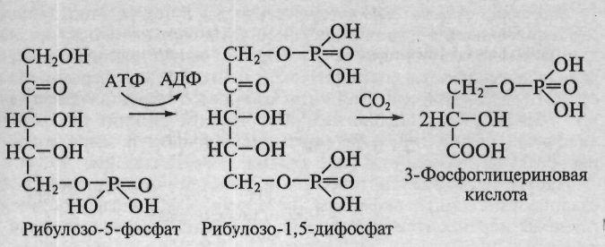 Олигосахаридтер биосинтезі трансгликоздау (трансгликозидирование) реакциясы жолымен іске асады, берілген моносахаридке гликолиз қалдығы екінші моносахаридтің фосфорлық эфирінен беріледі жəне процесс