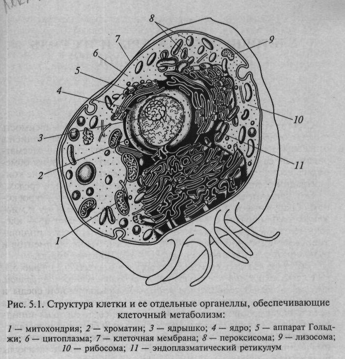 мембрана орналасады. Цитоплазма ядро, митохондриялар, рибосомалар сияқты органоидтардан құралады. Сурет 4. Жасушаның құрылымы Клеткалық қабырғаның негізін гликопептид құрайды.