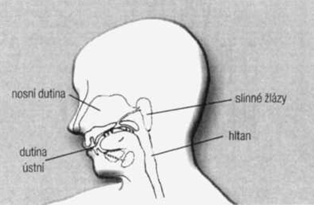 K nádorům hlavy a krku řadíme nádorová onemocnění, která se vyskytují v oblasti nosu a nosních dutin, dutiny ústní včetně mandlí a slinných žláz, dále v oblasti hltanu, hrtanu a sluchového aparátu