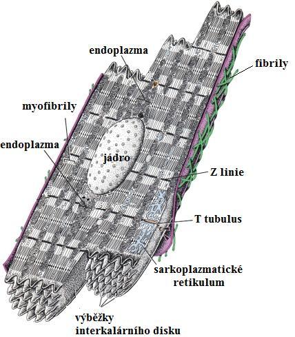 1.2 Srdeční buňky Tato práce se zabývá segmentací srdečních buněk v mikroskopických obrazech, konkrétně detekcí jejich kontur.