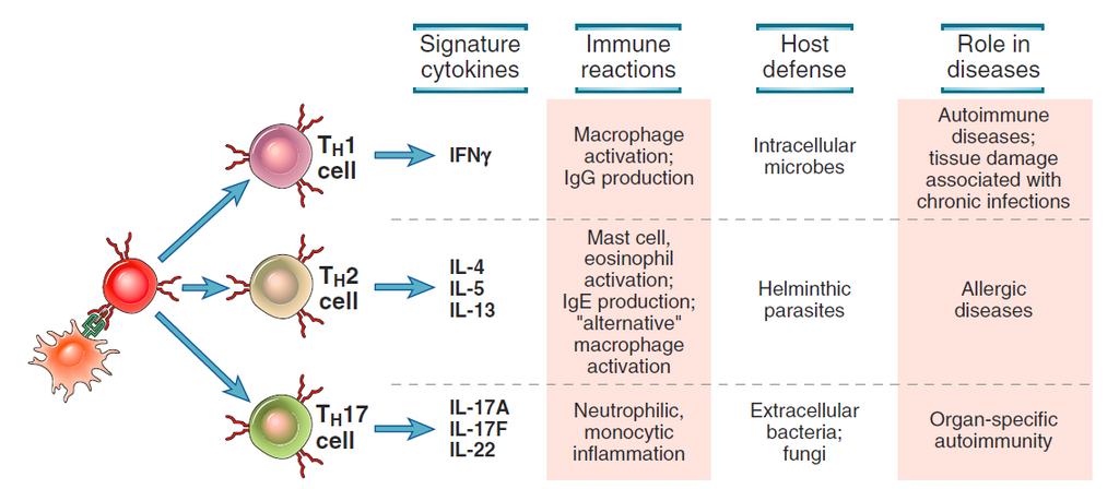 Th1, Th2 a Th17 lymfocyty Elsevier 2012.