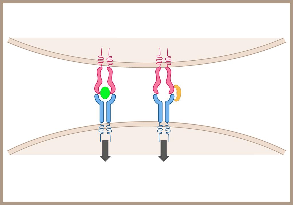 Aktivace TCR antigenem a superantigenem APC β α β α MHC class II