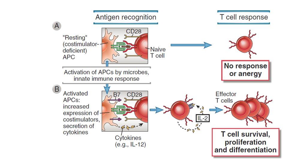Kostimulační signály nutné pro aktivaci T lymfocytu Elsevier 2012.