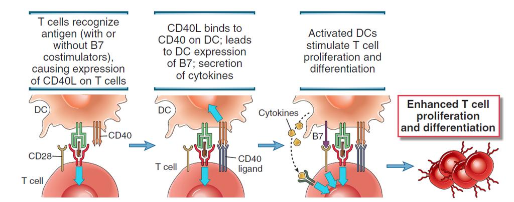 Vazba CD40 CD40L Elsevier 2012.
