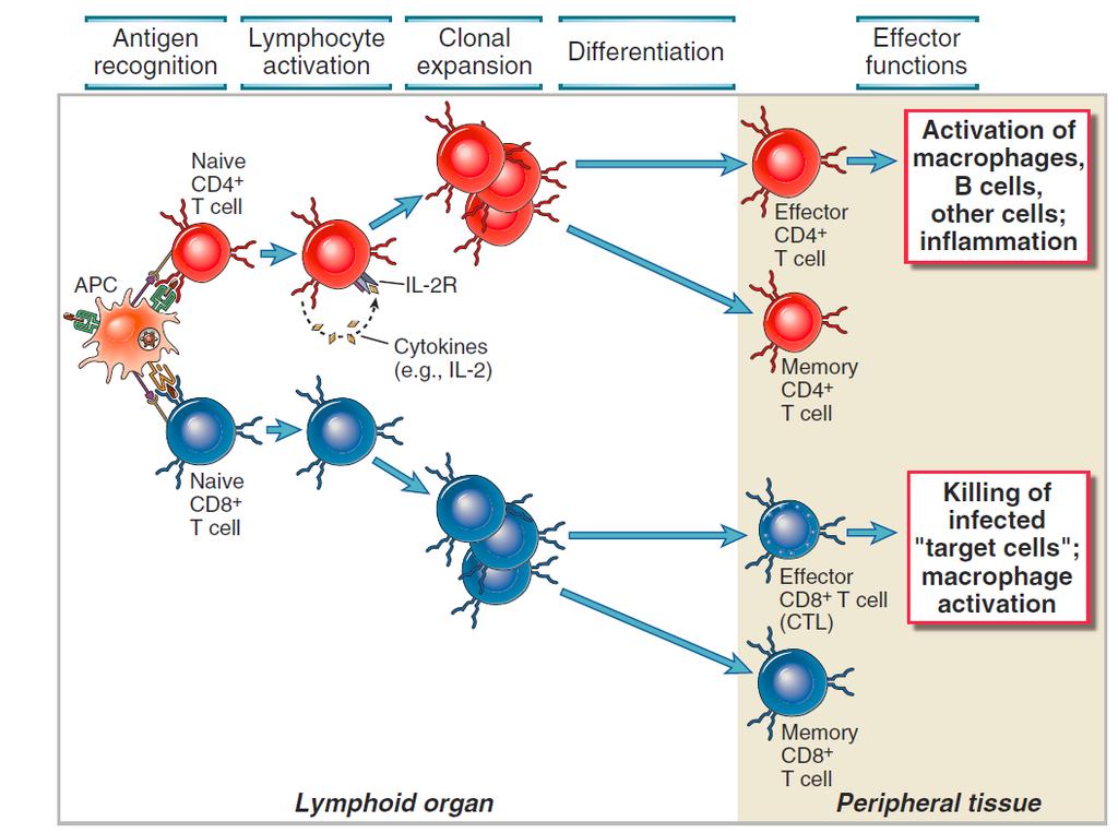 Elsevier 2012.