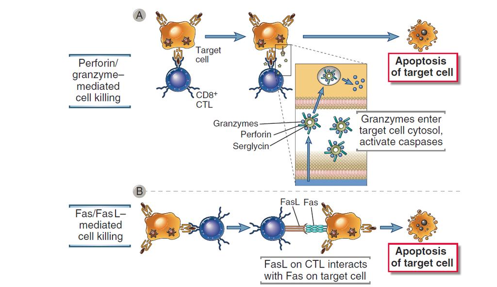 Mechanismy zabíjení cytotoxických T lymfocytů Elsevier 2012.