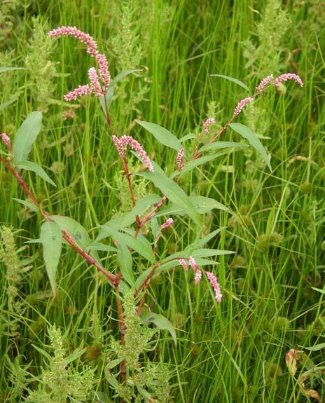 Něco ruderálů z čeledi Polygonaceae které mohou činit