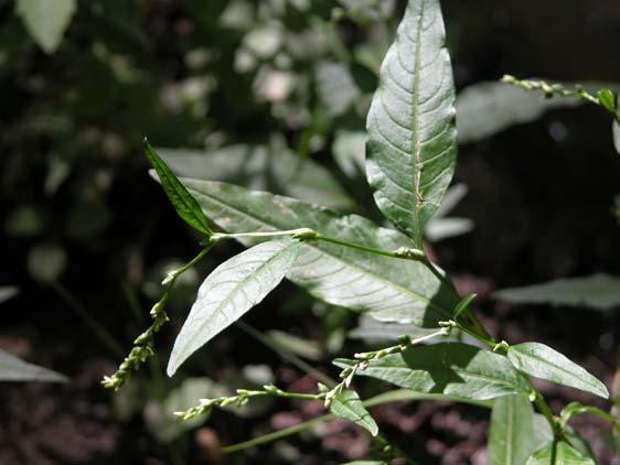 (b) Persicaria hydropiper P. mitis P. minor P.