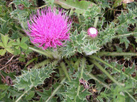 Cirsium: